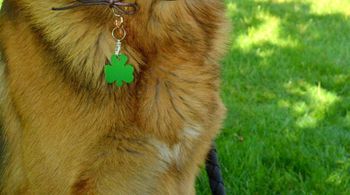 Blaszka dla pupila koniczynka 3,2 cm z miejscem na grawer Koniczynka green L. Blaszka w formie adresówki, identyfikatora dla psa (3).JPG